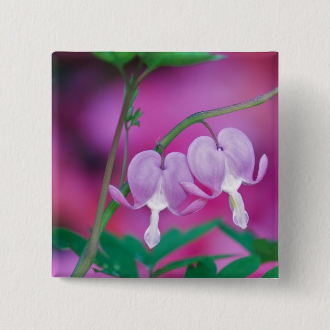 Bleeding Hearts Connecting In Garden. Credit 15 Cm Square Badge (Front)