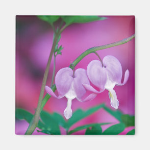 Bleeding Hearts Connecting In Garden. Credit Magnet