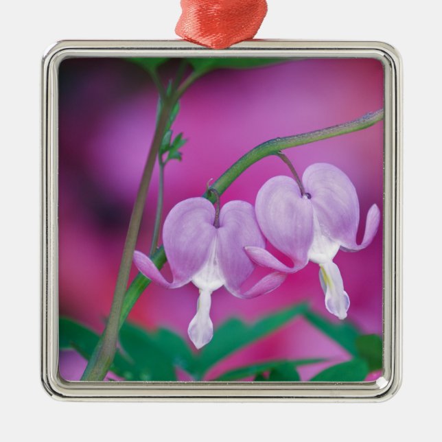 Bleeding Hearts Connecting In Garden. Credit Metal Ornament (Front)