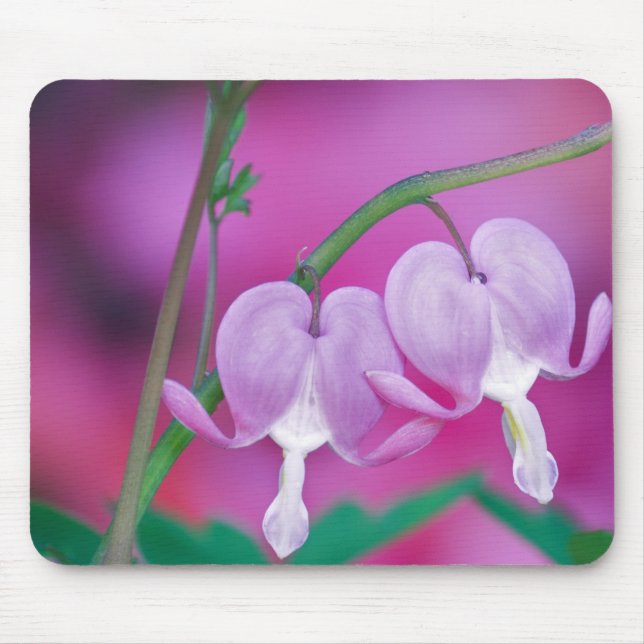 Bleeding Hearts Connecting In Garden. Credit Mouse Pad (Front)
