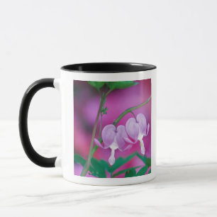 Bleeding Hearts Connecting In Garden. Credit Mug