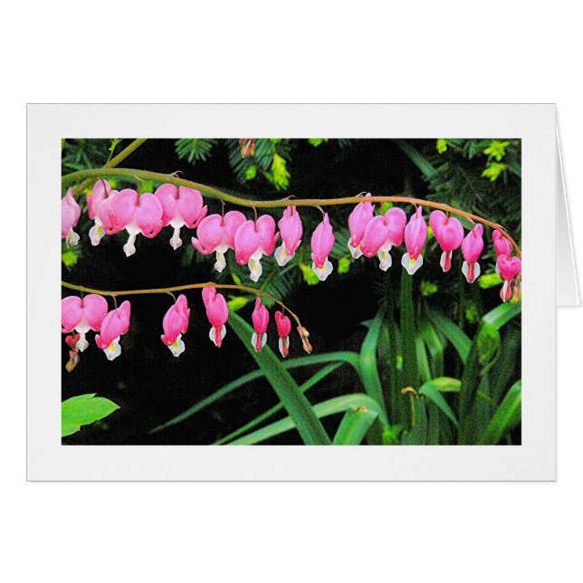 "BLEEDING HEARTS DANGLING FROM A STEM" (Front Horizontal)
