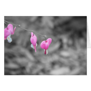 Bleeding hearts Door county