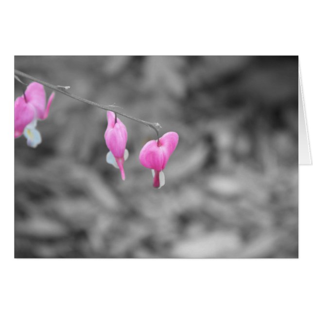 Bleeding hearts Door county (Front Horizontal)