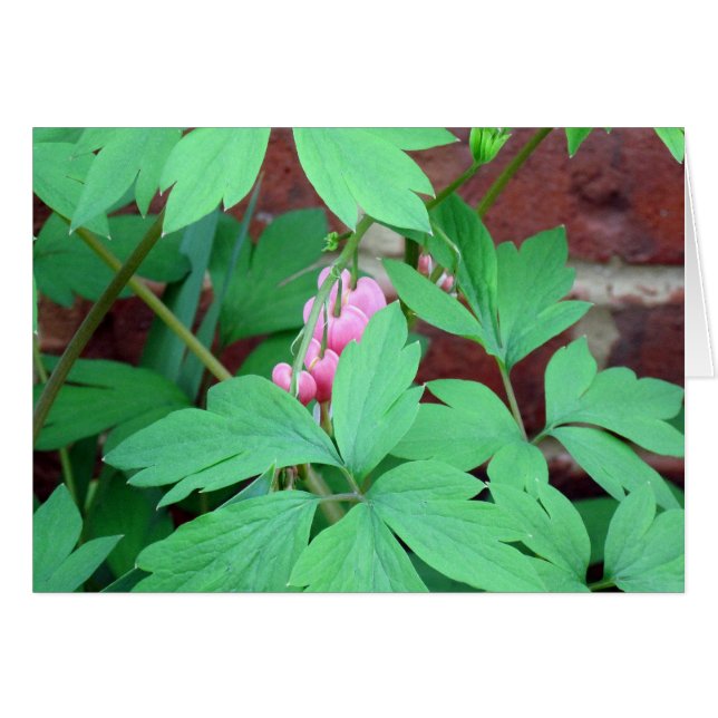 Bleeding Hearts Family (Front Horizontal)