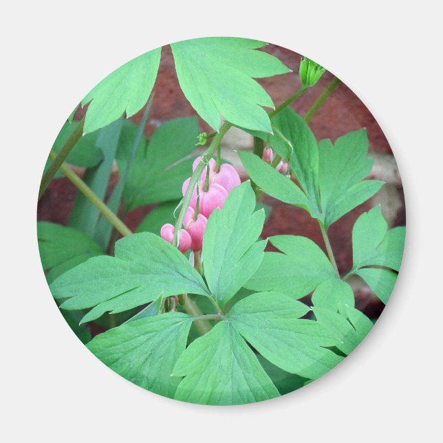 Bleeding Hearts Family Magnet (Front)