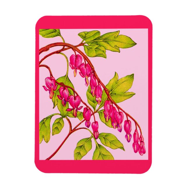 bleeding hearts flowers magnet (Vertical)