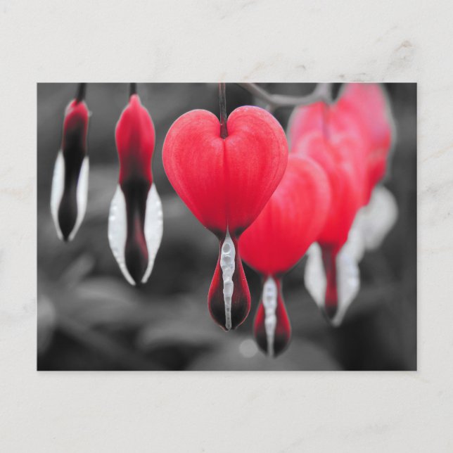 Bleeding Hearts Flowers Postcard (Front)