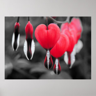 Bleeding Hearts Flowers: Red Colour Splash Poster