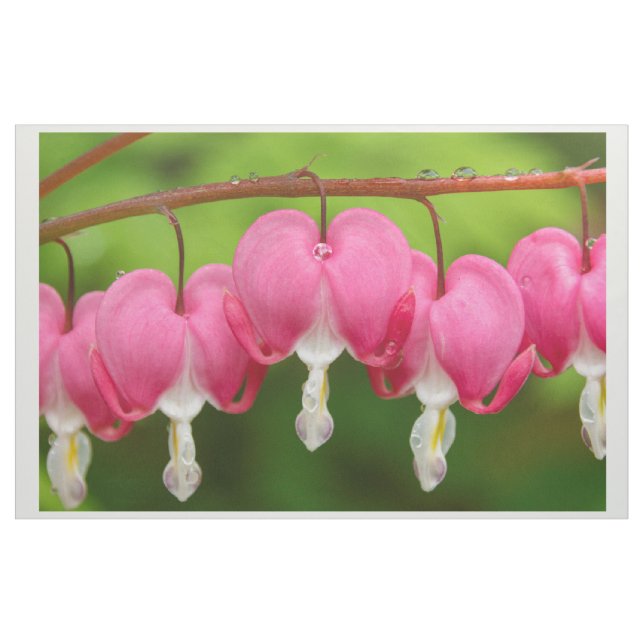 Bleeding Hearts in the Rain Fabric (Yard)