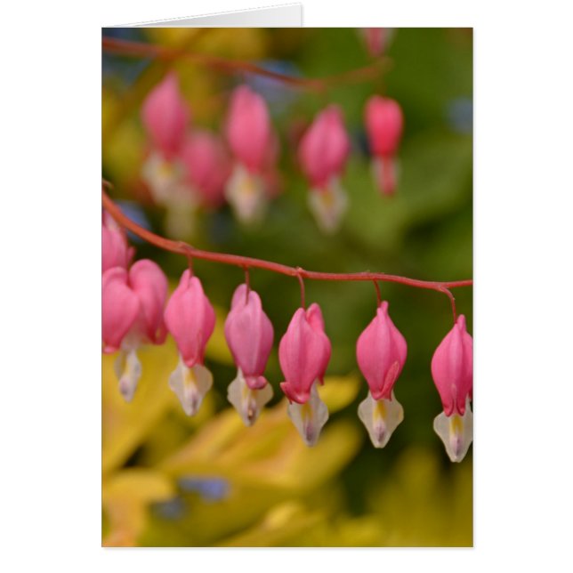 Bleeding Hearts Macro (Front)