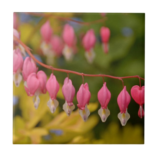 Bleeding Hearts Macro Ceramic Tile (Front)