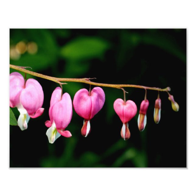 Bleeding Hearts Photo Print (Front)