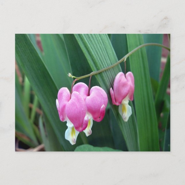 Bleeding Hearts Postcard (Front)