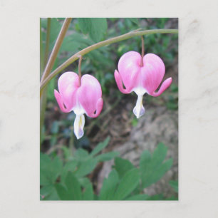 Bleeding Hearts Postcard