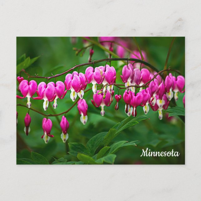 Bleeding Hearts Postcard (Front)