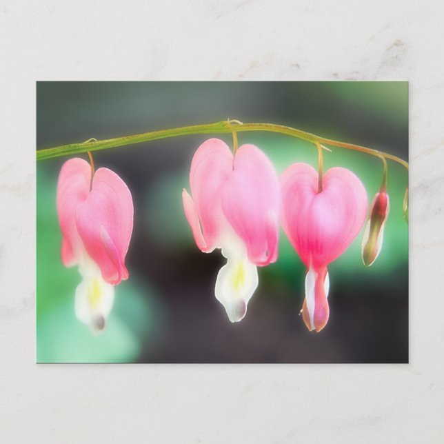 Bleeding Hearts Postcard (Front)