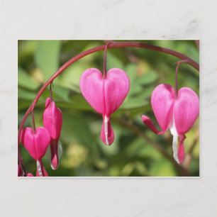 Bleeding Hearts Postcard