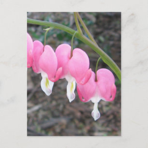 Bleeding Hearts Postcard