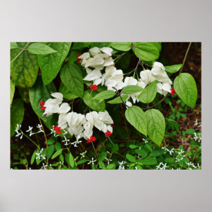 Bleeding Hearts Poster