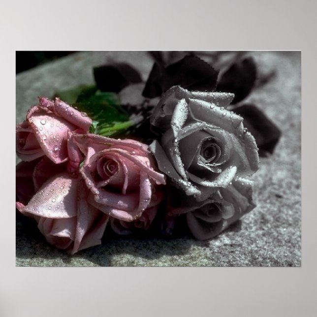 Blended roses, black, white & colour poster (Front)