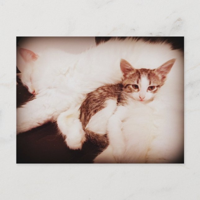 Blending in postcard (Front)