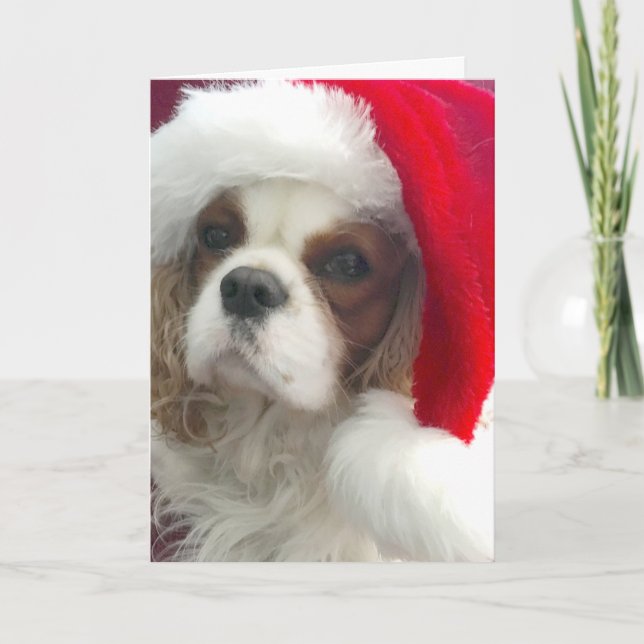 Blenheim Cavalier Christmas Card (Front)