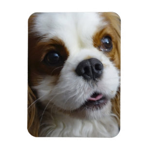 Blenheim Cavalier Flexible Photo Magnet