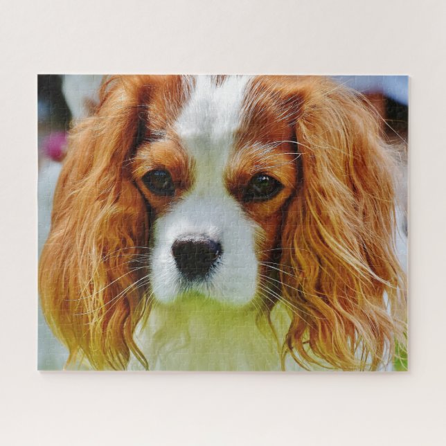 Blenheim Cavalier King Charles Spaniel Dog Jigsaw Puzzle (Horizontal)