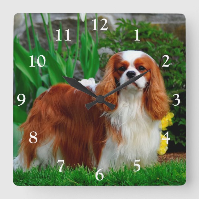 Blenheim Cavalier King Charles Spaniel Dog Square Wall Clock (Front)