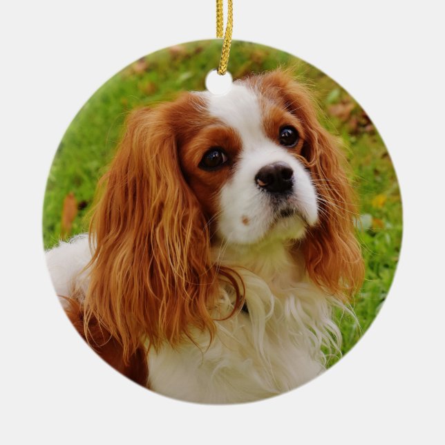 Blenheim Cavalier King Charles Spaniel in Grass Ceramic Ornament (Front)