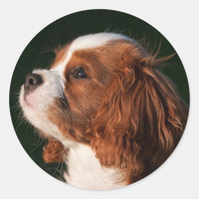 Blenheim Cavalier King Charles Spaniel Puppy Dog Classic Round Sticker (Front)