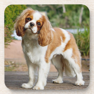 Blenheim Cavalier King Charles Spaniel Puppy Dog Coaster