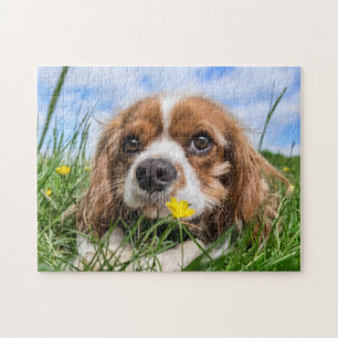 Blenheim Cavalier King Charles Spaniel Puppy Dog Jigsaw Puzzle