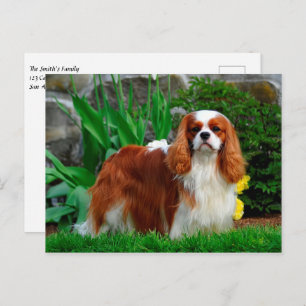 Blenheim Cavalier King Charles Spaniel Puppy Dog Postcard