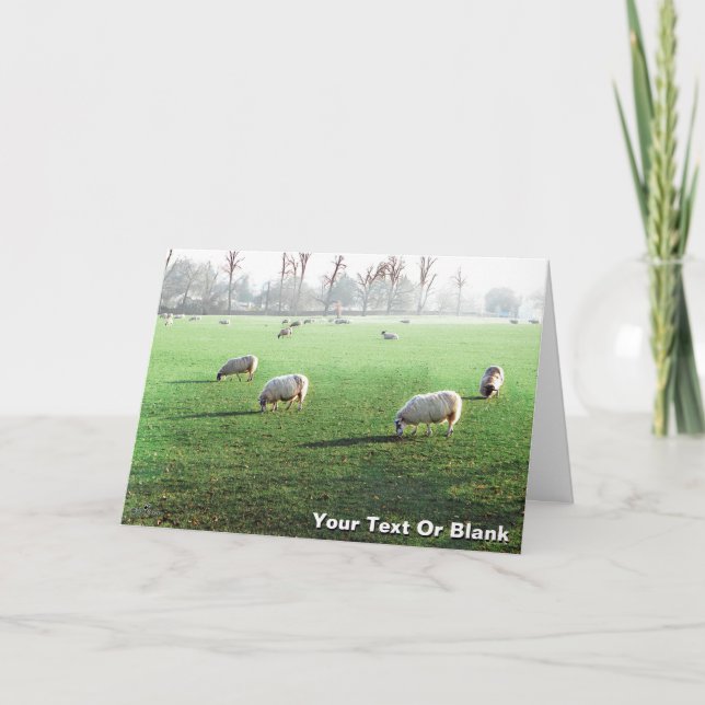 Blenheim Palace Sheep Holiday Card (Front)