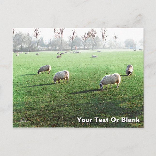 Blenheim Palace Sheep Holiday Postcard (Front)