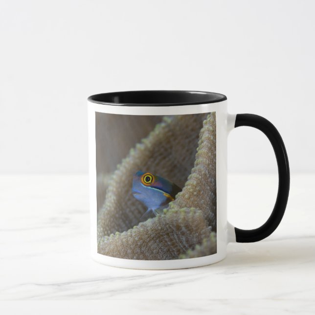 Blenny fish Blenniidae) poking it's head out Mug (Right)