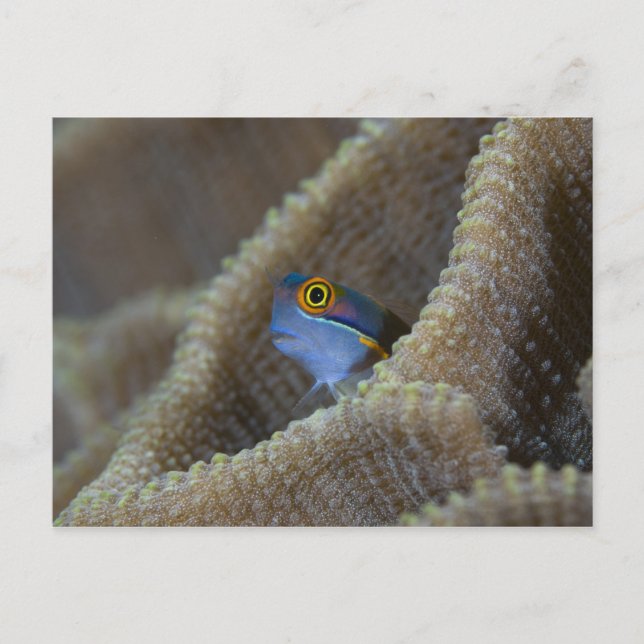 Blenny fish Blenniidae) poking it's head out Postcard (Front)