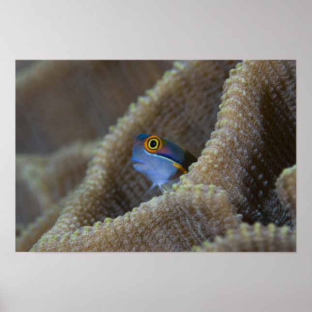 Blenny fish Blenniidae) poking it's head out Poster (Front)