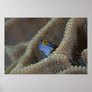 Blenny fish Blenniidae) poking it's head out Poster