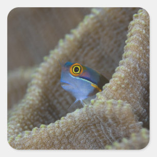 Blenny fish Blenniidae) poking it's head out Square Sticker