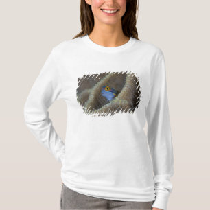 Blenny fish Blenniidae) poking it's head out T-Shirt