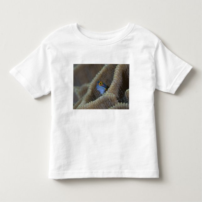 Blenny fish Blenniidae) poking it's head out Toddler T-Shirt (Front)