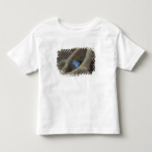 Blenny fish Blenniidae) poking it's head out Toddler T-Shirt