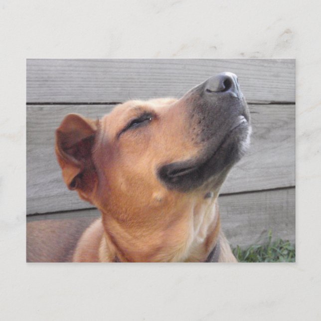 Bliss Postcard (Front)