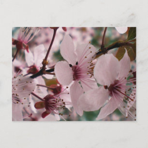 Blissful Blossoms Postcard