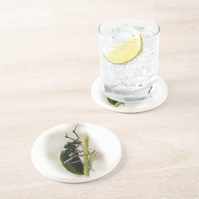 Blister Beetle - Meloidae Coaster (Side)