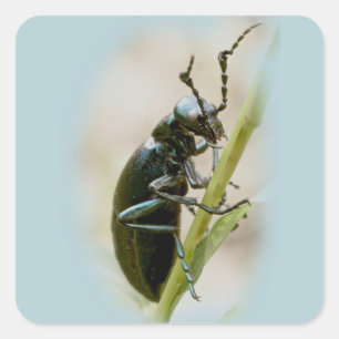 Blister Beetle - Meloidae Square Sticker