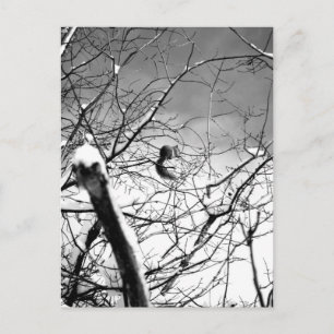 Blizzard Squirrel B+W Postcard